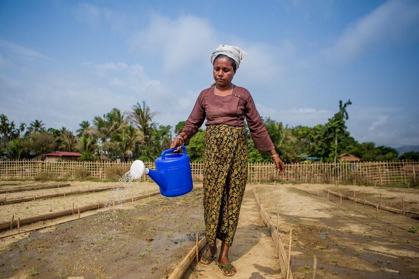 A woman in Myanmar waters young plants in a garden bed using a blue watering can.