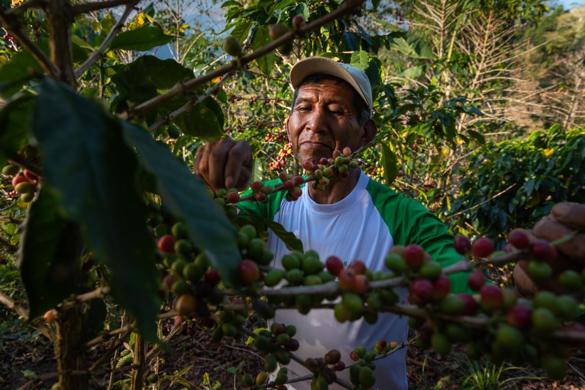Un hombre recoge algo de un árbol.