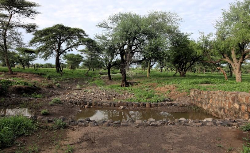 Maßnahmen zur Landsanierung im Ewa-Duba-Trockental, Afar, haben dazu beigetragen, einen tiefen Graben zu füllen, das umgebende Land wiederherzustellen und das Wachstum heimischer Bäume zu ermöglichen.