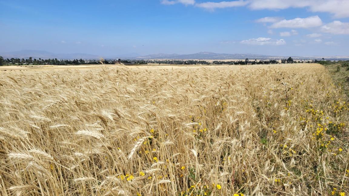 A golden wheat field stretches across the Ethiopian highlands, with distant mountains and scattered trees visible under a blue sky. 