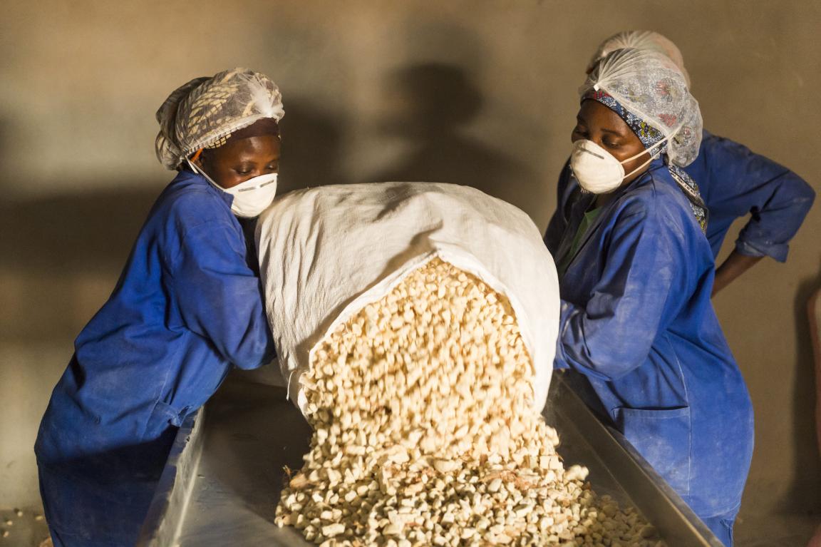 Two people in protective clothing pouring crops from a sack onto a conveyor belt.