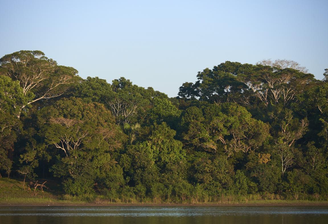 Rainforest next to a river in Ucayali, Peru.
