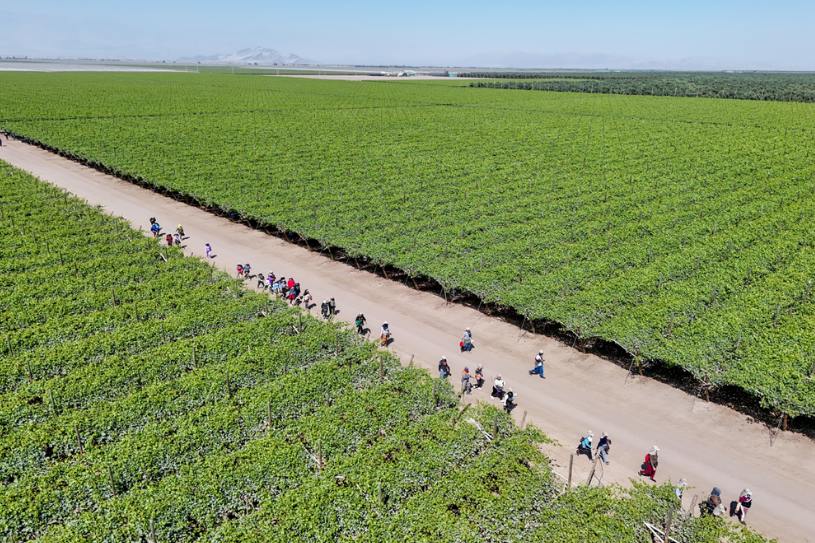 Grapevine field irrigated using treated wastewater.