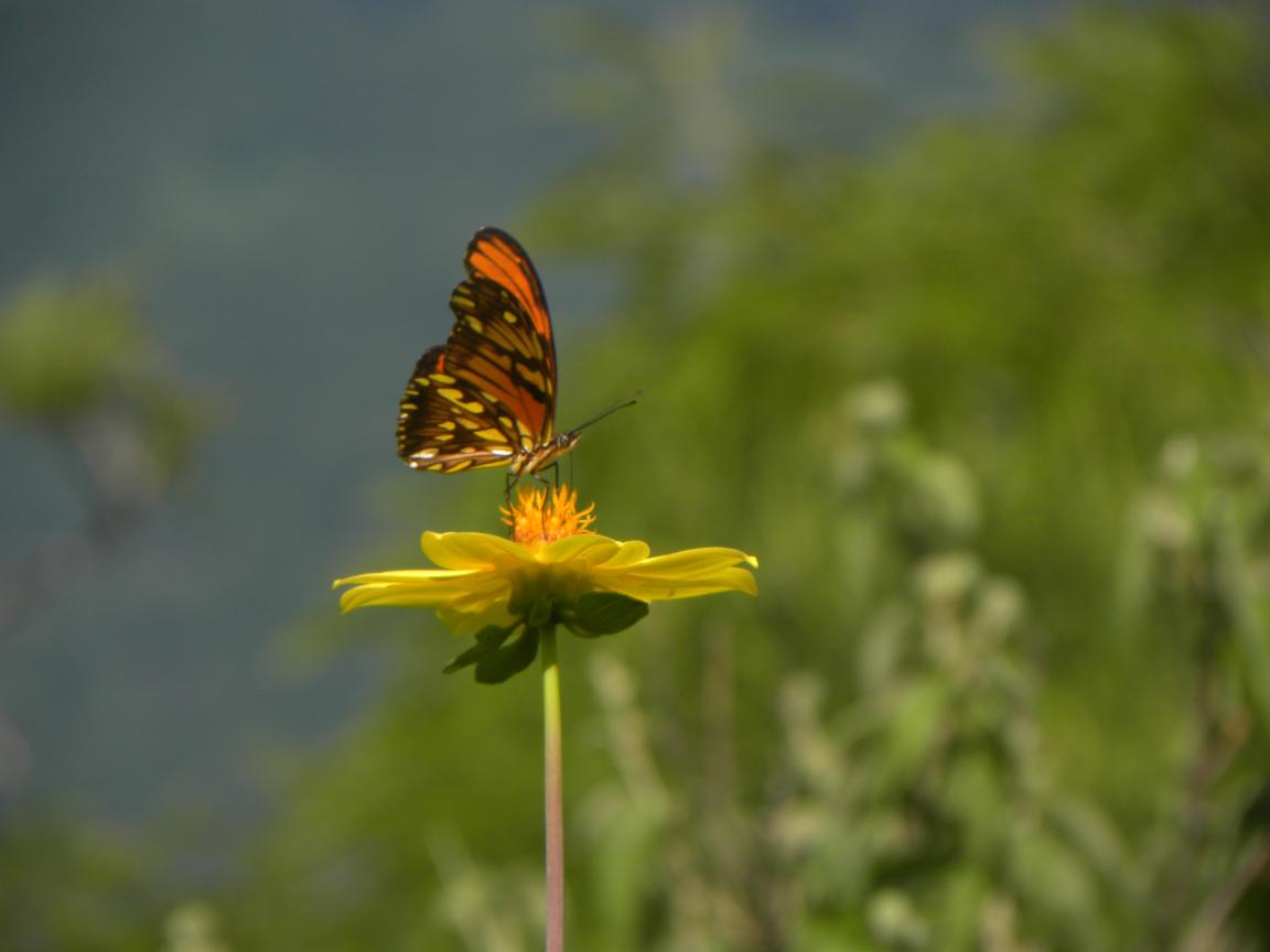 A butterfly sits on a flower and spreads its colourful wings in the sun.