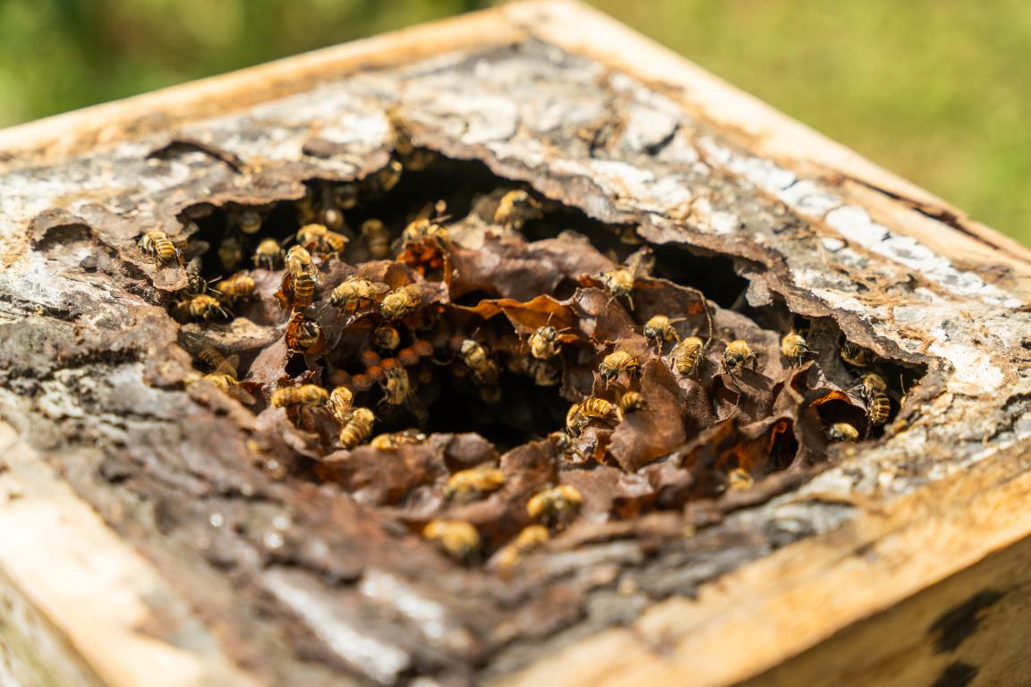 Una colmena en una caja de madera con un agujero que permite el acceso a las abejas.