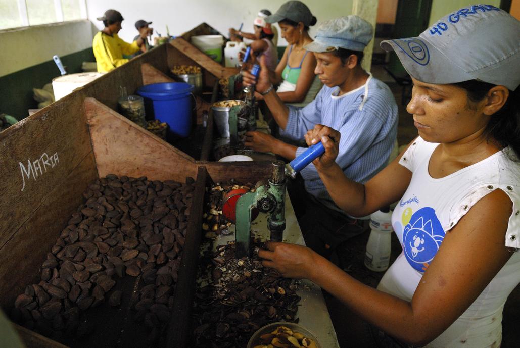 Workers crack Brazil nuts after drying.