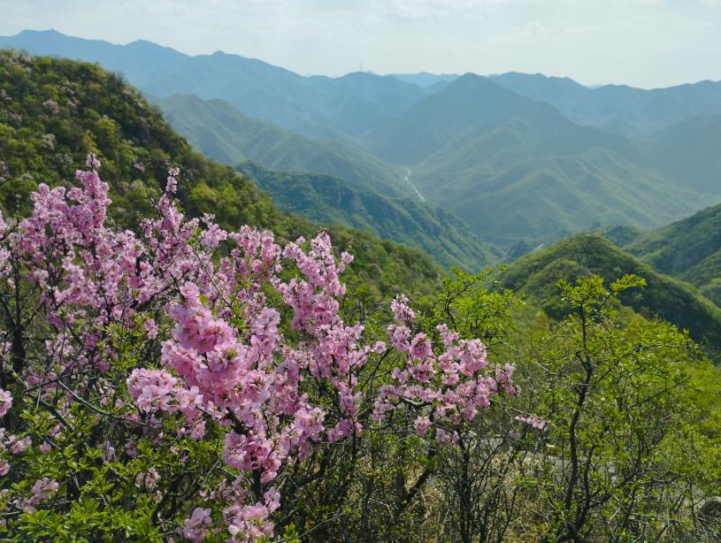 北京灵山，北京市周边的落叶林