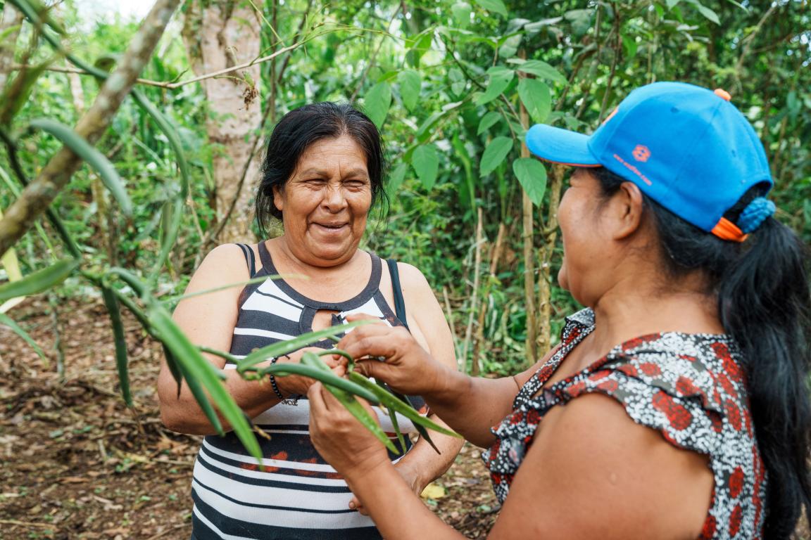 Zwei Frauen bei der Vanilleernte.