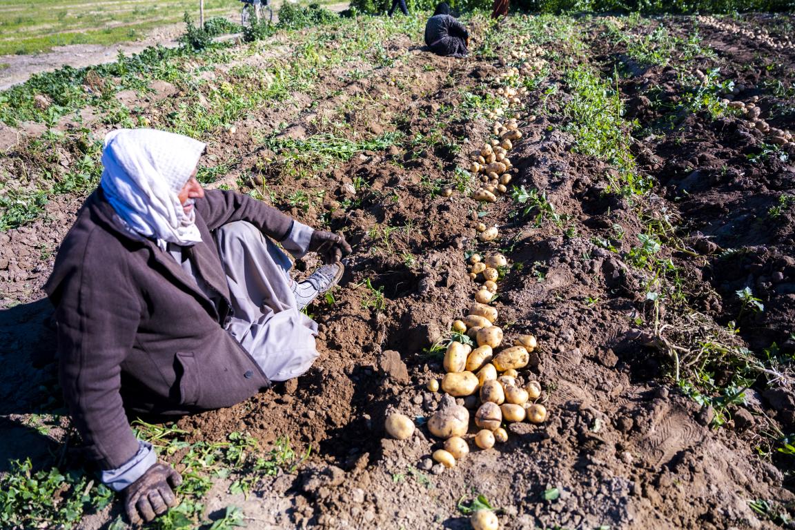 An Iraqi farmer in Anbar works side by side with his family during the potato harvest.