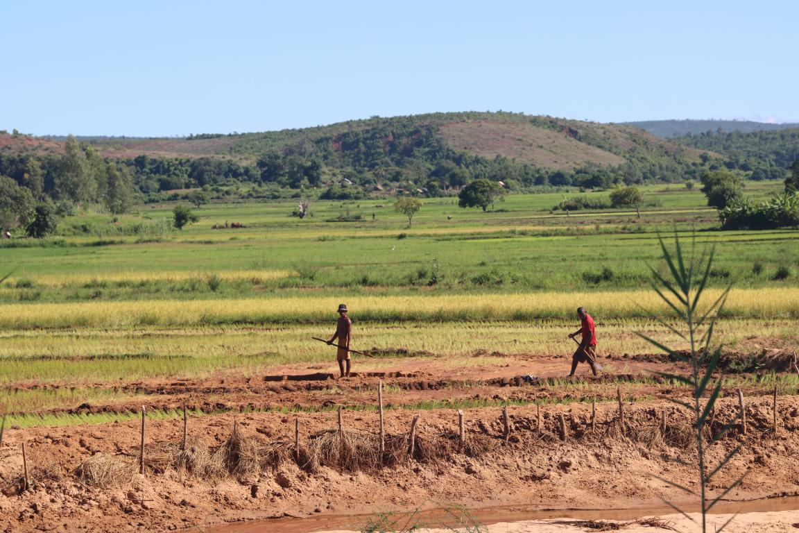 An area used for agriculture in Madagascar.