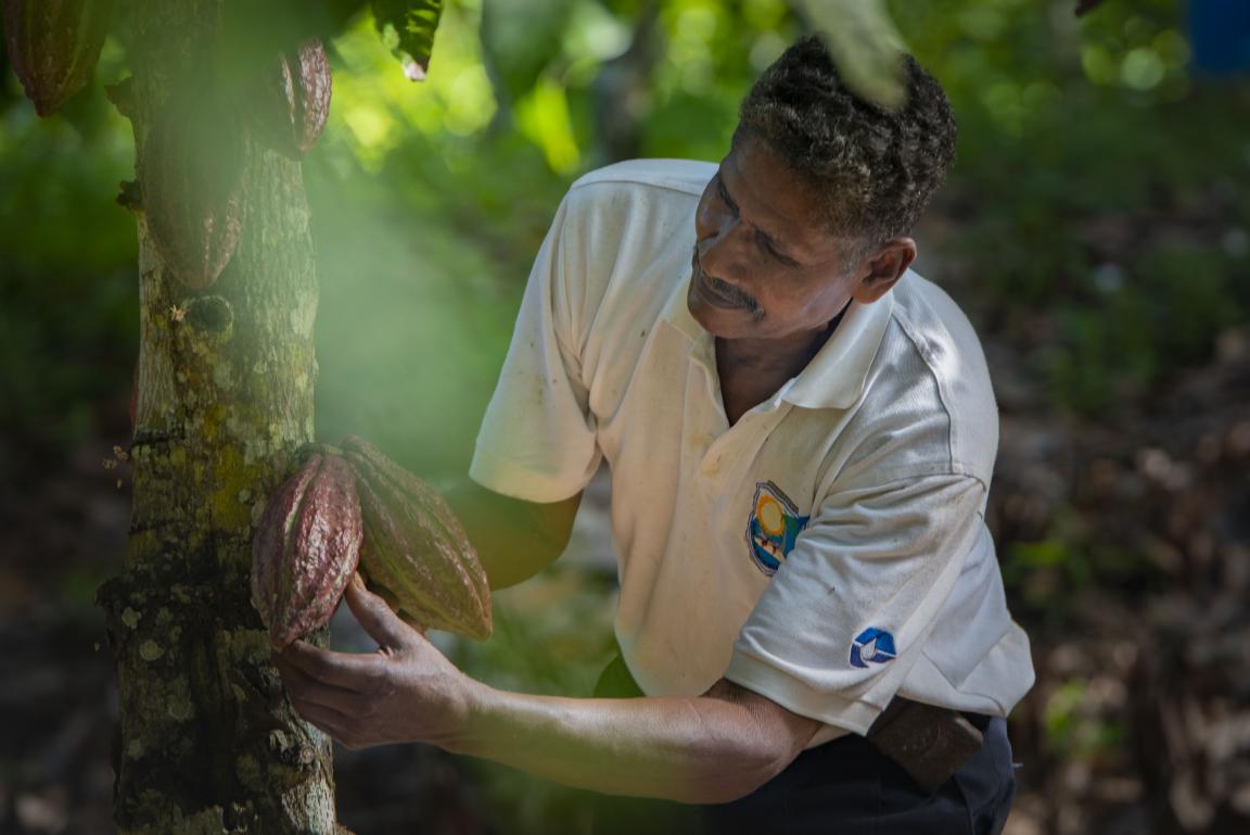 Una persona con un polo blanco examina los frutos del cacao en un árbol en una zona boscosa.