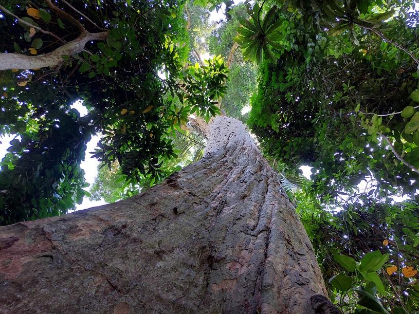 Looking up at a tree canopy in the Lore Lindu National Park in Central Sulawesi in Indonesia. 