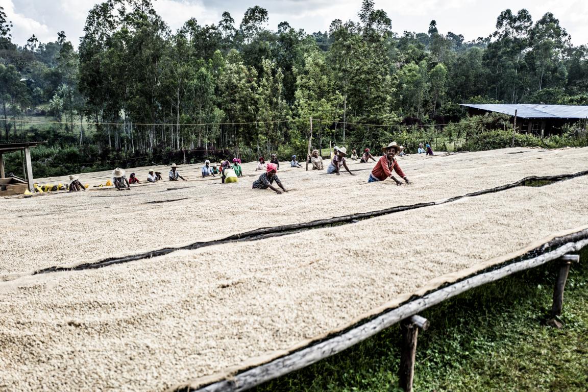 Smallholder women farmers in Ethiopia spread coffee beans out to dry on a platform.