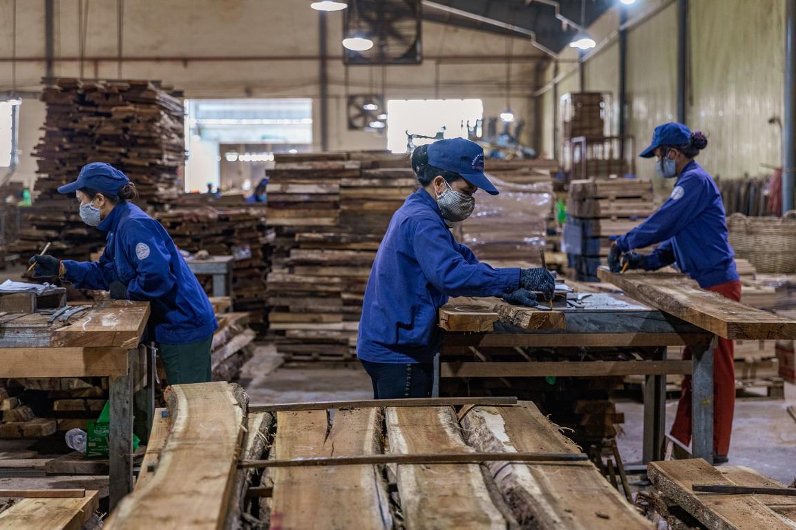 Workers in a timber processing factory in Viet Nam wearing protective clothing and masks while handling and inspecting wooden planks.