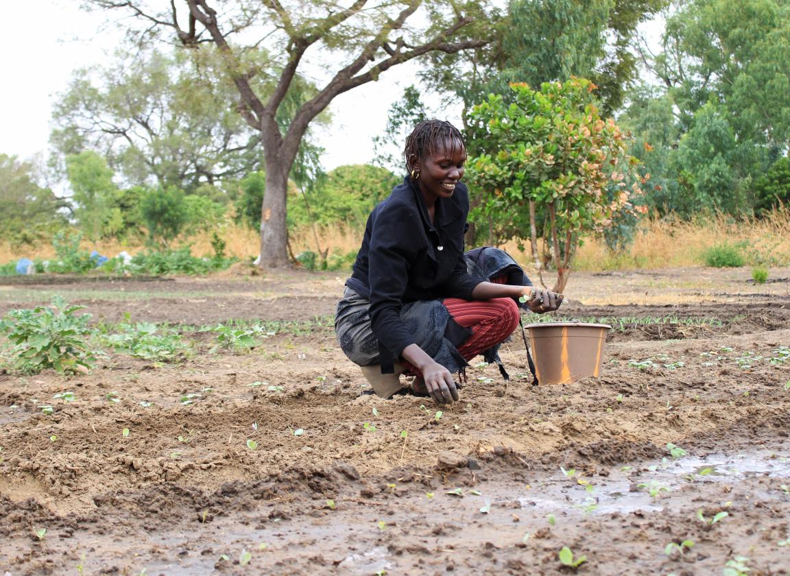 Eine Frau pflanzt Setzlinge auf einem Feld.
