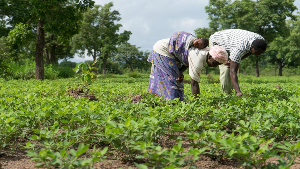 Two people bending over a field with green plants with trees and cloudy sky in the background