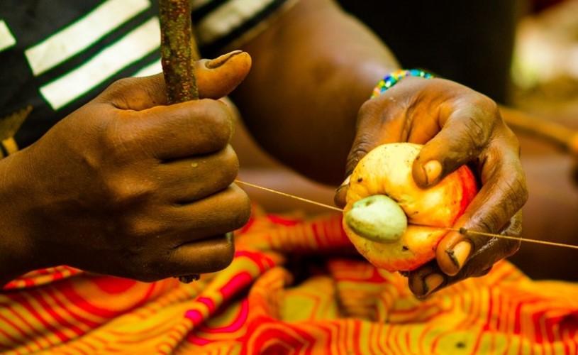A person carefully removes a cashew nut from its fruit using a traditional method during processing.