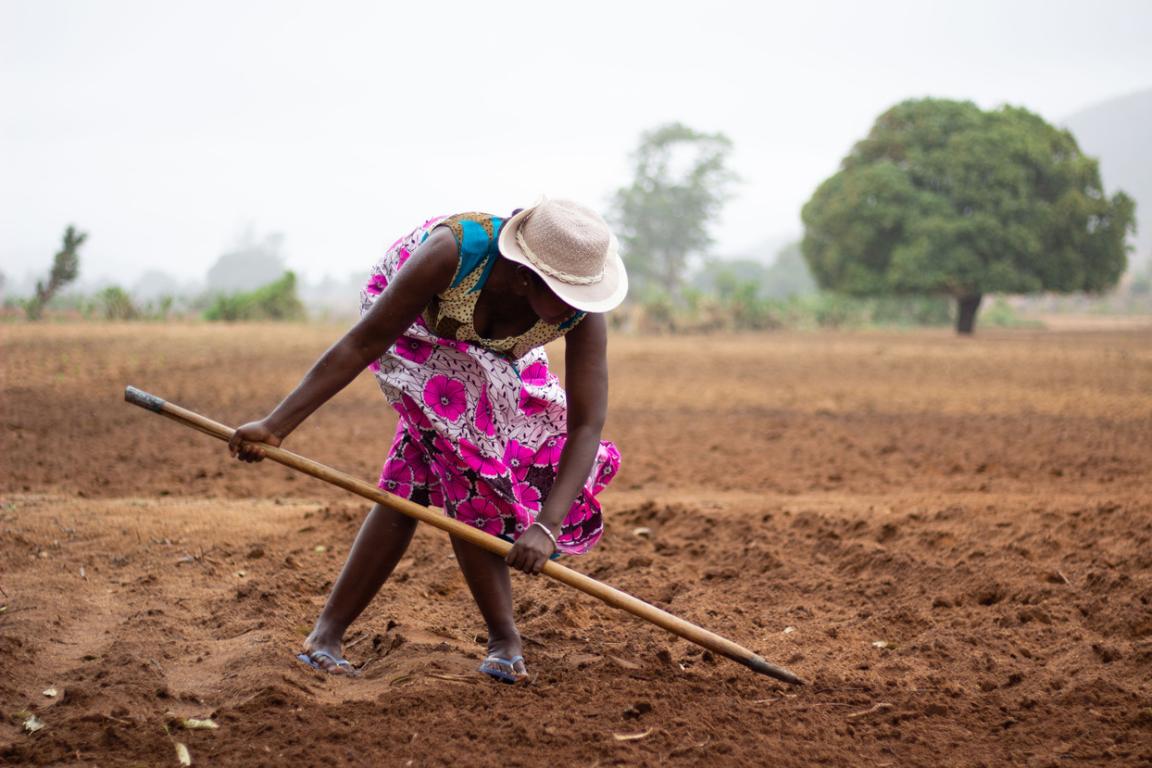 A woman loosening the soil in a field.
