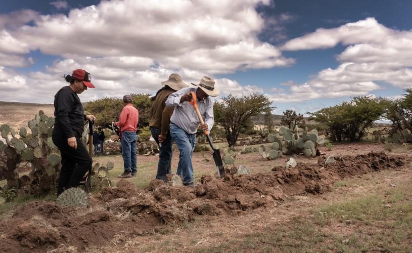 Unas cuantas personas cavan zanjas en un campo seco rodeado de cactus, demostrando las prácticas de conservación del suelo.