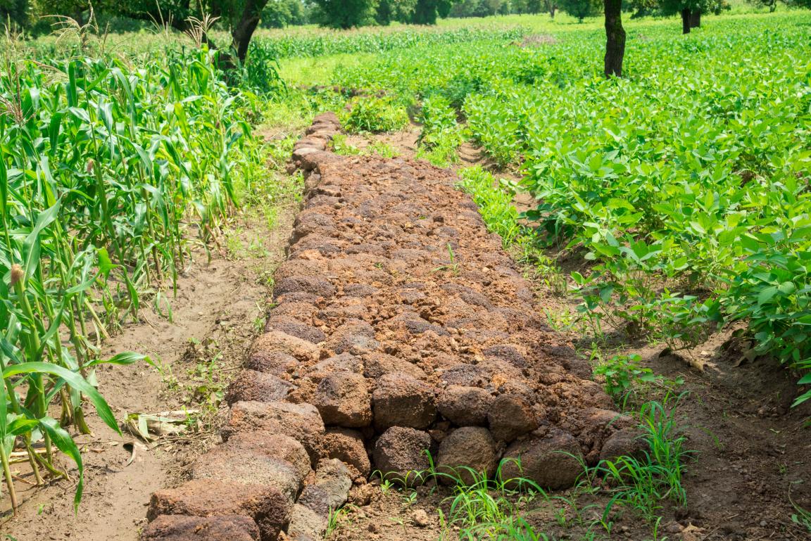Ein auf einem bepflanzten Feld gebauter Damm