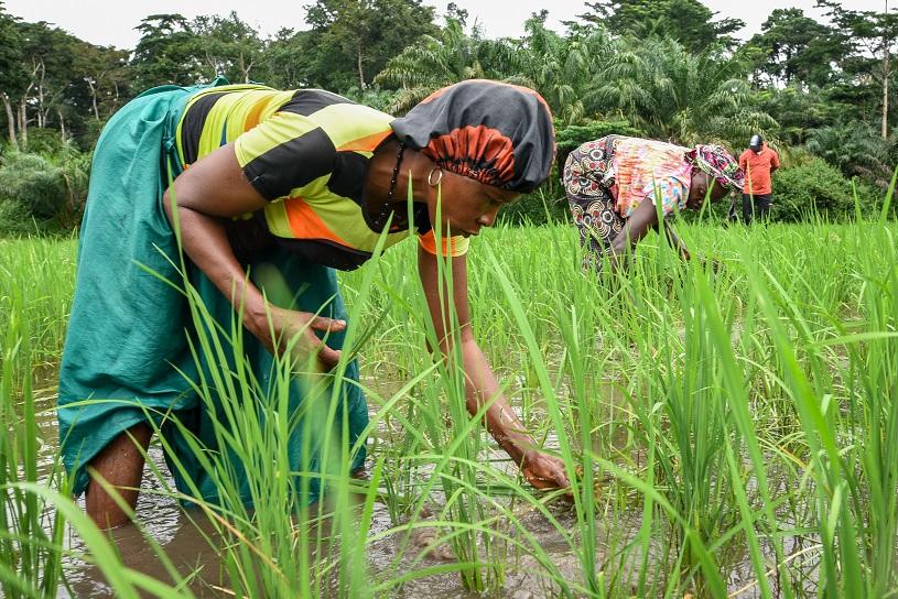 Women farmers remove weeds from a rice field