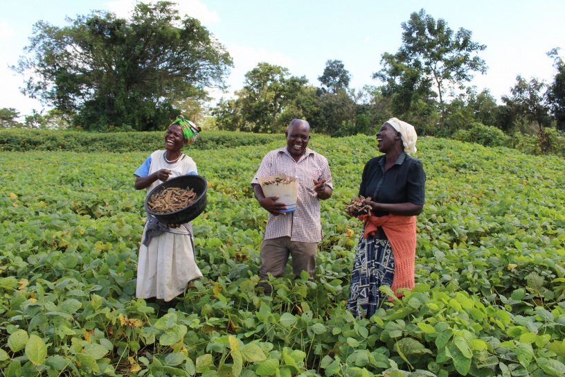 Three smallholder farmers stand in a field of velvet beans, holding their harvest in their hands.