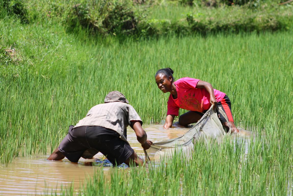 Two people are catching fish in a flooded rice field in Madagascar.