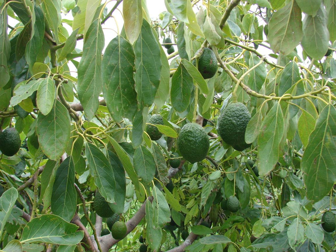 Los aguacates cuelgan de un árbol.