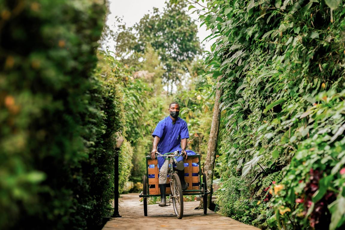 Person wearing a mask rides a tricycle with a trailer on a path lined with dense greenery.