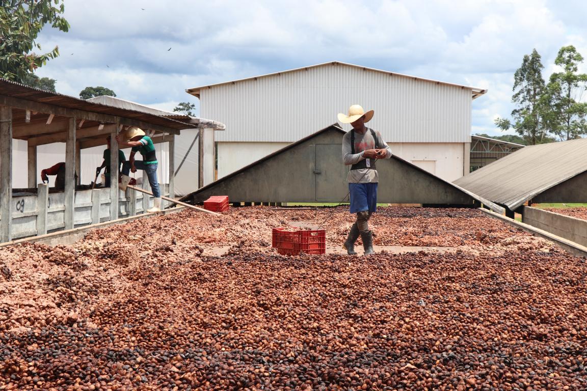 A man stands in an area where harvested fruit is being dried.
