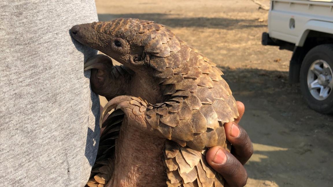 Ein Pangolin im Arm eines Menschens.