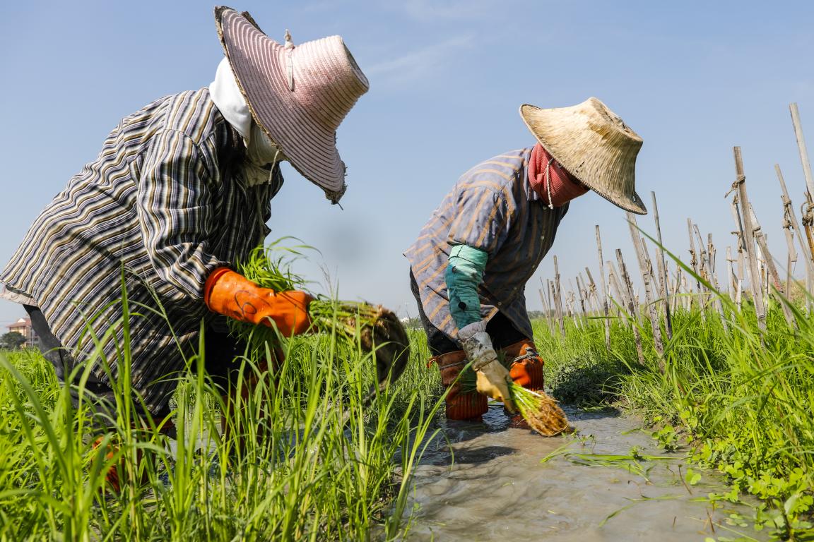Two people sare farming with protection hats on. 