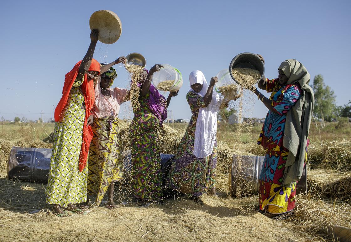 Fünf nigerianische Bäuerinnen schütten Reiskörner auf ein Feld mit Stroh.