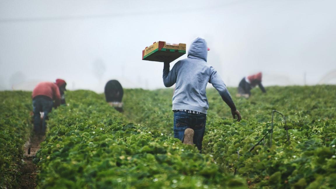 A harvest worker in a grey jumper walks in a field holding a cardboard box. Other people work in the background.