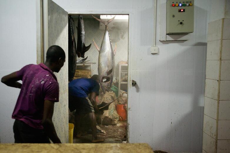 Zwei Männer lagern Fisch in einem Kühlhaus.  © GIZ Proklima / Giulio D’Ercole