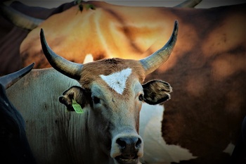 3. Cattle