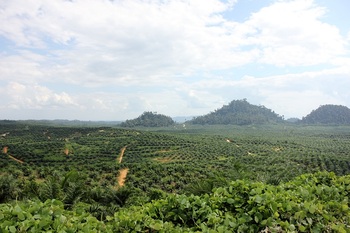 3_Oil Palm Landscape 2