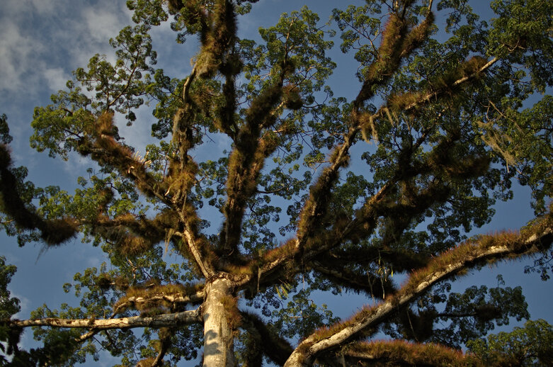 - Krone eines Kapokbaums (Ceiba pentandra), des heiligen Baumes der Maya