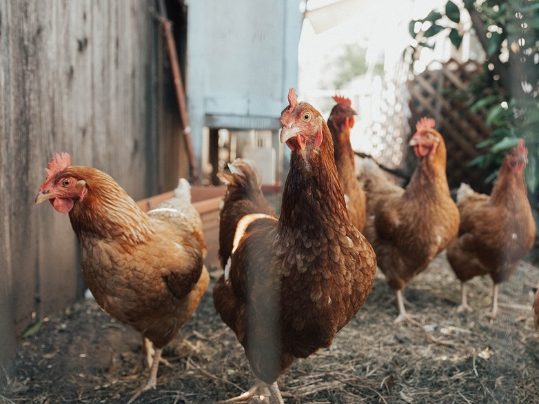 Hühner im Freien ( © William Moreland, Unsplash)