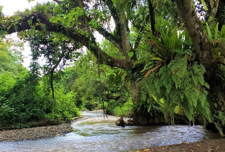 Im Wald des Chebera Churchura National Park – copyright: GIZ / Karin Allgoewer