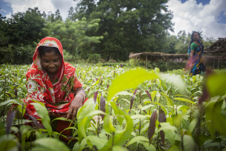 Foto: © GIZ / Ranak Martin Frauen auf einem Feld in Bangladesch.