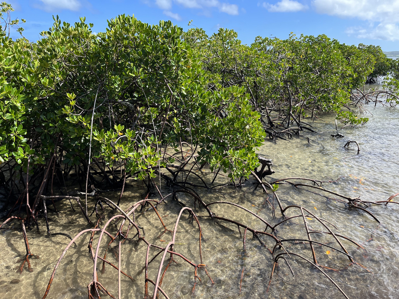 GIZ-IMAGE-2022-03-30-mangroves