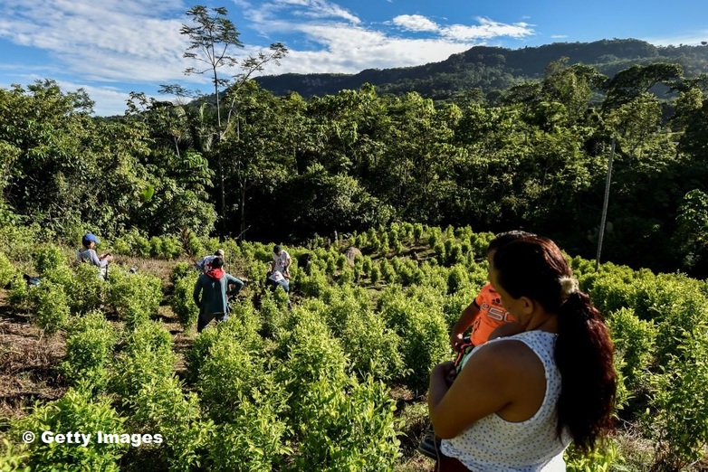 Kolumbianische Kleinbauernfamilie im Kokafeld, Copyright: Getty Images