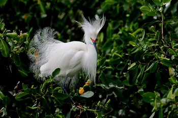Schmuckreiher (Snowy Egret)  in Mangrove. Foto: GIZ/Loebenstein