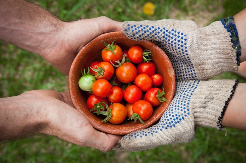Hände halten einen Korb mit Tomaten.
