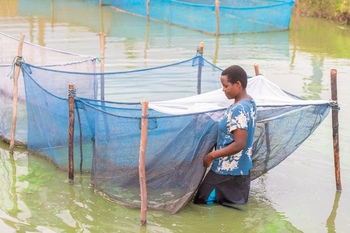 Eine Betreiberin einer Fischbrutanlage in Malawi inspiziert ihren Setzlinge.