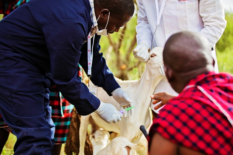 Eine Person hält eine Ziege fest während ein Tierarzt eine Blutprobe zur Untersuchung entnimmt.
