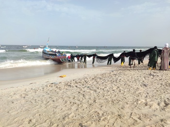 Eine Gruppe von Fischern entlädt ein Fischernetz am Strand von Nouakchott.
