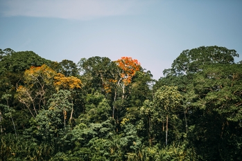 Amazonaswald in Perú ist einer der wichtigsten Kohlenstoffspeicher.