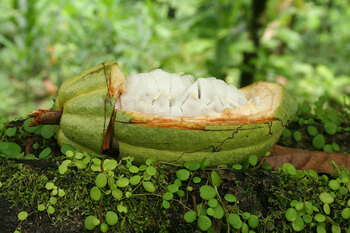 Brasilien. Biologisch angebaute Kakaofrucht. (Foto Raquel Agra) © GIZ